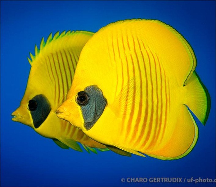Viaje de buceo al Mar Rojo